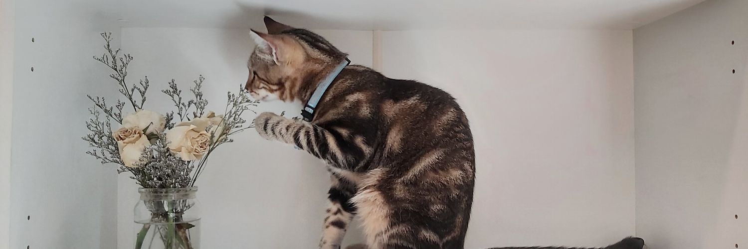 PuDDinG .ink (💙,🧡)base.eth banner