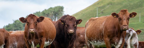 LuingCattle Profile Banner