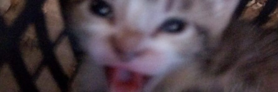 luizwisman's profile banner image
