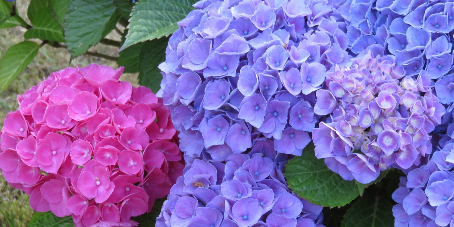 Anne V J Hottenroth 🇩🇰🚜 banner