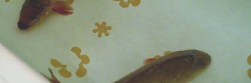 RunOscarRun's profile banner image