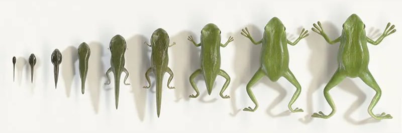 Tadpole_pump's profile banner image