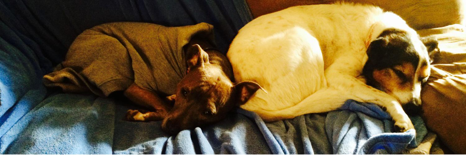 PitBullRiot's profile banner image