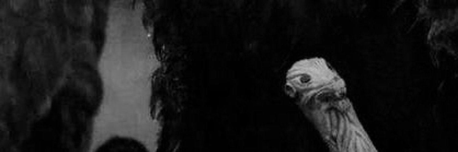 𝑾𝒉𝒊𝒕𝒆 𝑾𝒐𝒍𝒇 banner