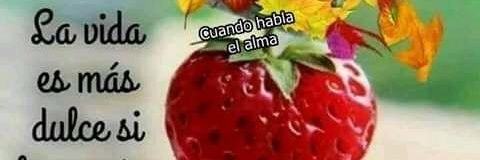 Yopi banner