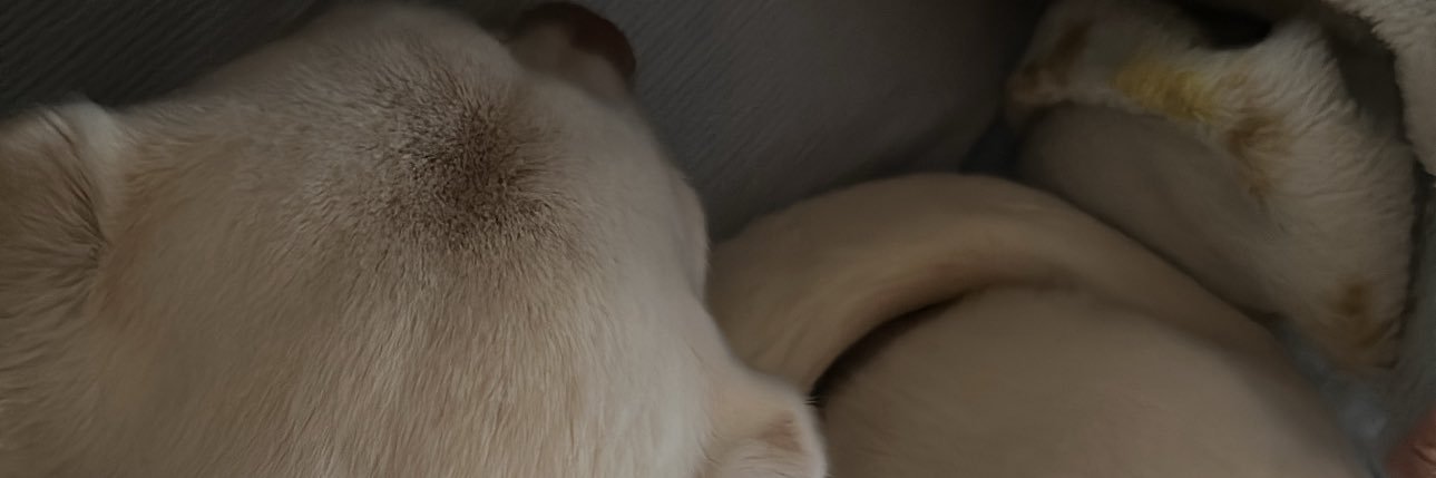 GHCqqqqq_mojgdptd banner