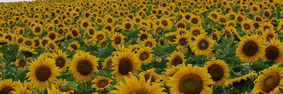 はるはる🐈🐾🐈‍⬛🐾🐈🐾🐈‍⬛🐈🥂 banner