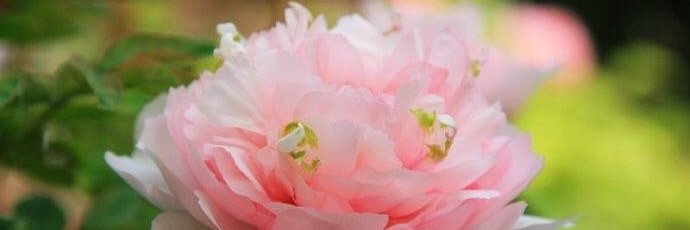 Angie Reagan(🌸, 🌿).lens banner