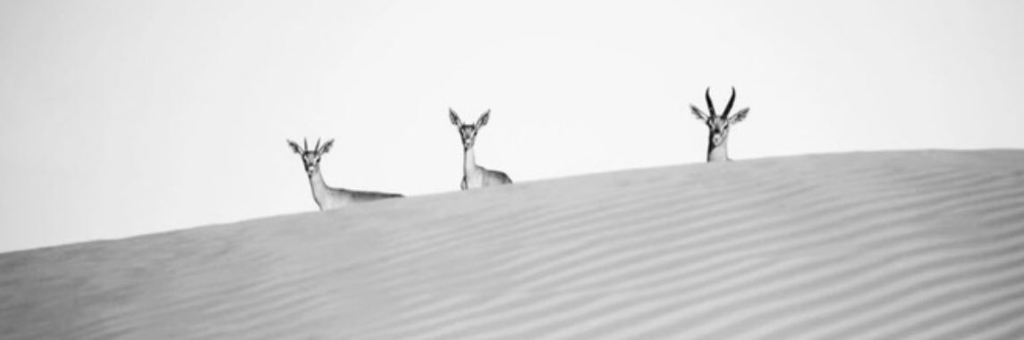 اريـام ع banner