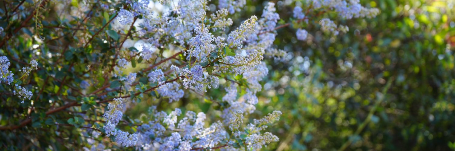 Iris Ma banner
