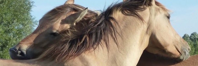 Ellie☆~COMMS CLOSED banner