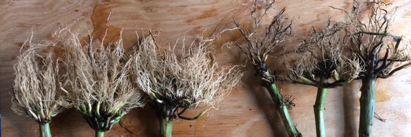 Cornell_bugman Profile Banner