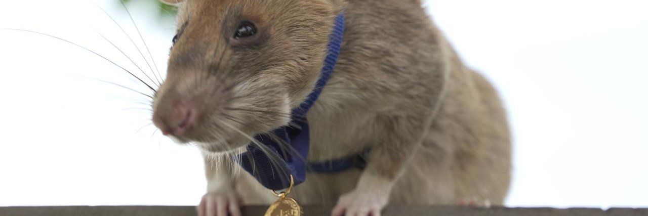 Rattyeth's profile banner image