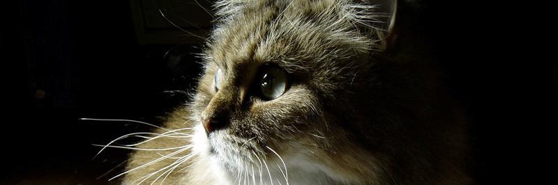 miaowma's profile banner image