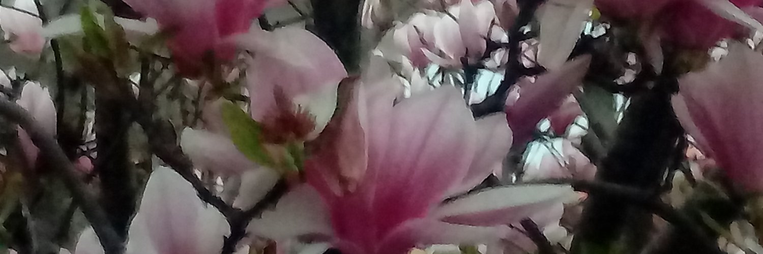 Manuela's banner