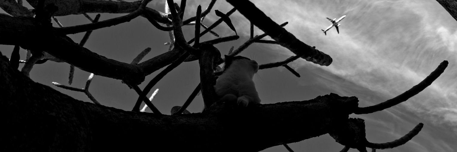 Rodrigo Gerke banner