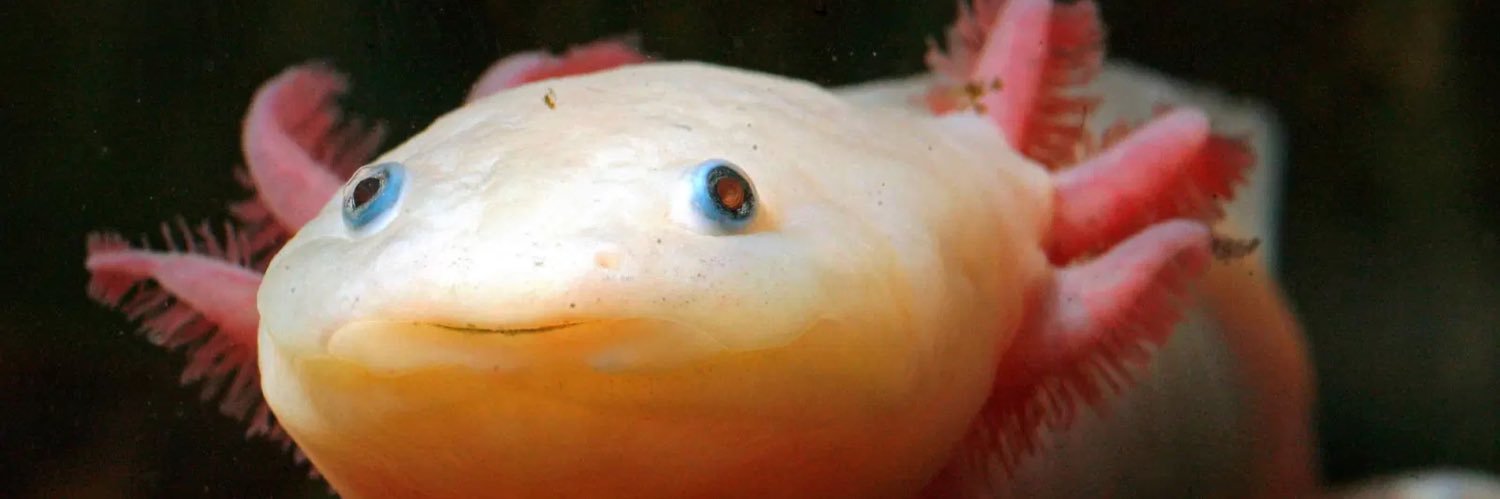 endlessshrimp20's profile banner image