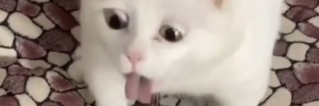 tomayzenshtat's profile banner image