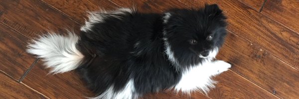 Tiny_Walrus Profile Banner