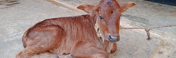 Raju13646762 Profile Banner