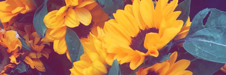 guuetche's profile banner image