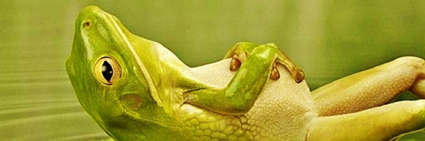 Alaynesa's profile banner image