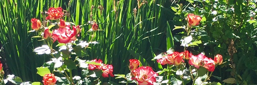 leaconner's profile banner image