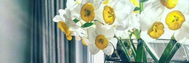 🍃نرگس_صاد🍃's banner