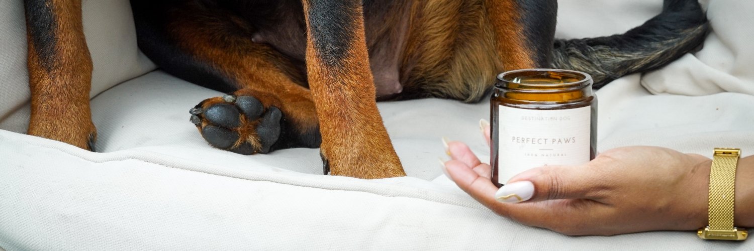 destinationdog_'s profile banner image