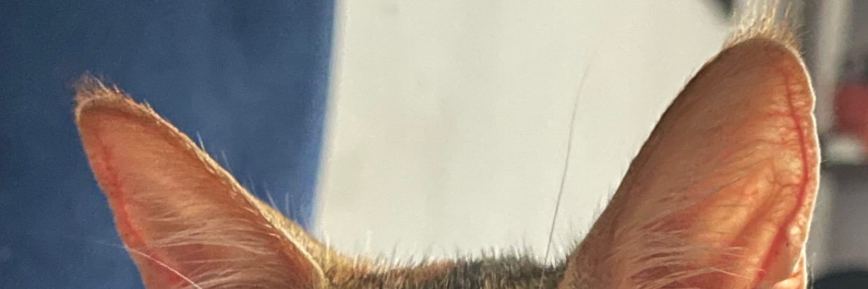yums🎀's banner