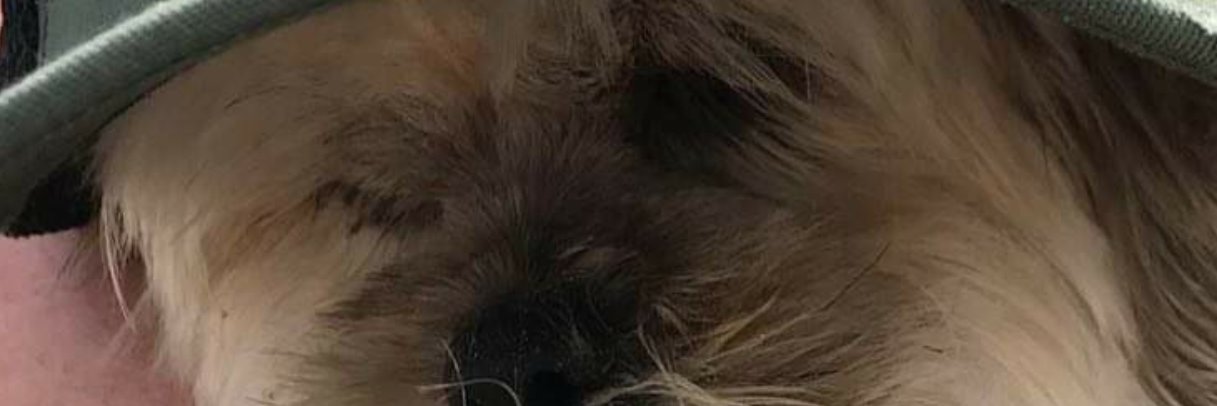 Karolien De brant banner