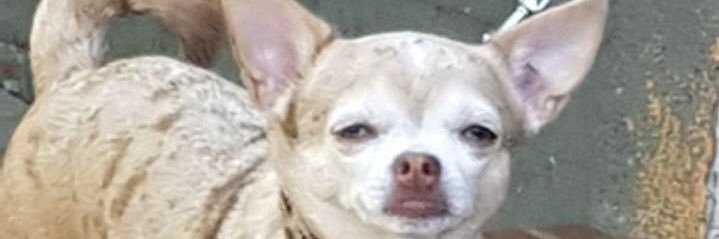 Prime banner