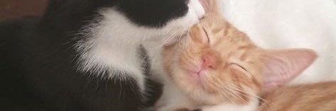 sharonfangg's profile banner image