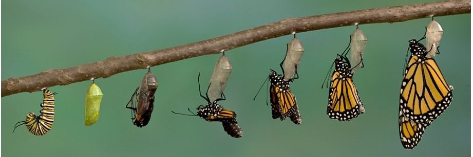 𝐏𝐚𝐫𝐚𝐦𝐞𝐝𝐢𝐜 banner