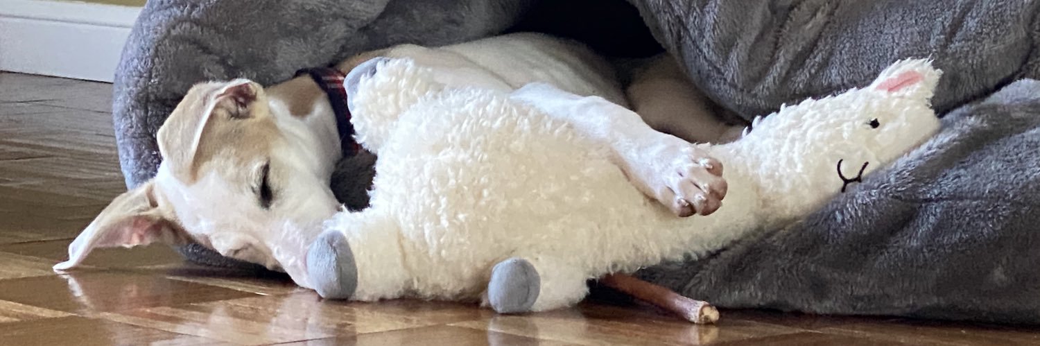 TimberWhippet's profile banner image