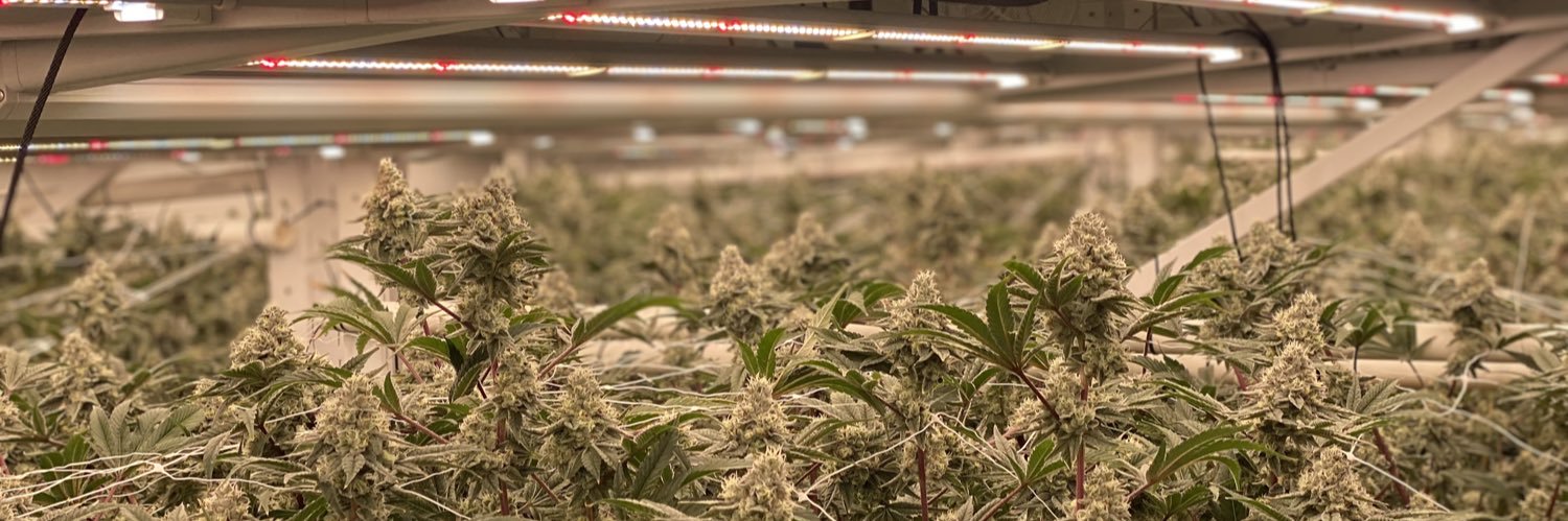 Giving Tree Gardens Grow(CANNABIS) banner