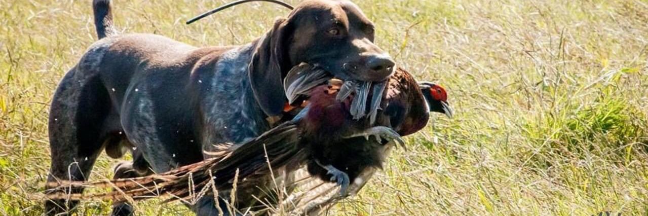 Lazy Lab Hunting Club banner