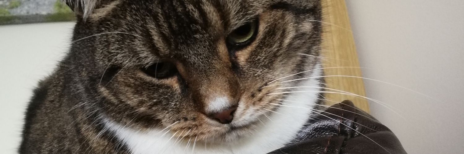 Sheppitsgal's profile banner image