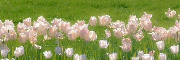 tássila 🦋 banner