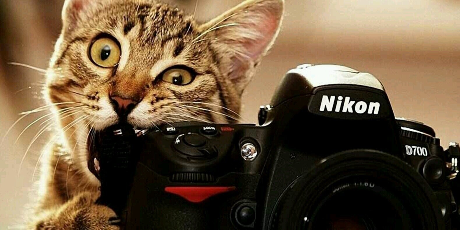 Piikhardiiaz's profile banner image