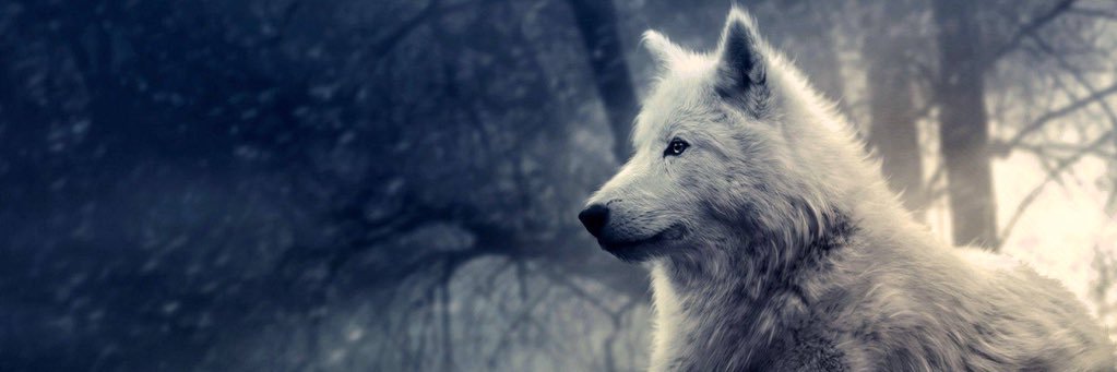moraroom's profile banner image