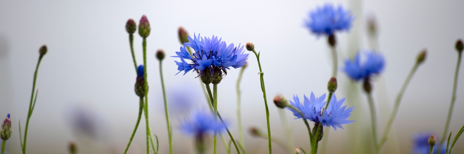 Noticing Nature: the British microseason project Profile Banner