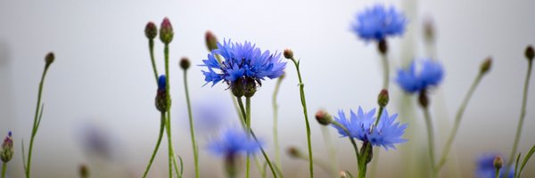 Naturalcalendar Profile Banner