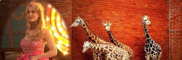 TheGiraffeWoman's profile banner image