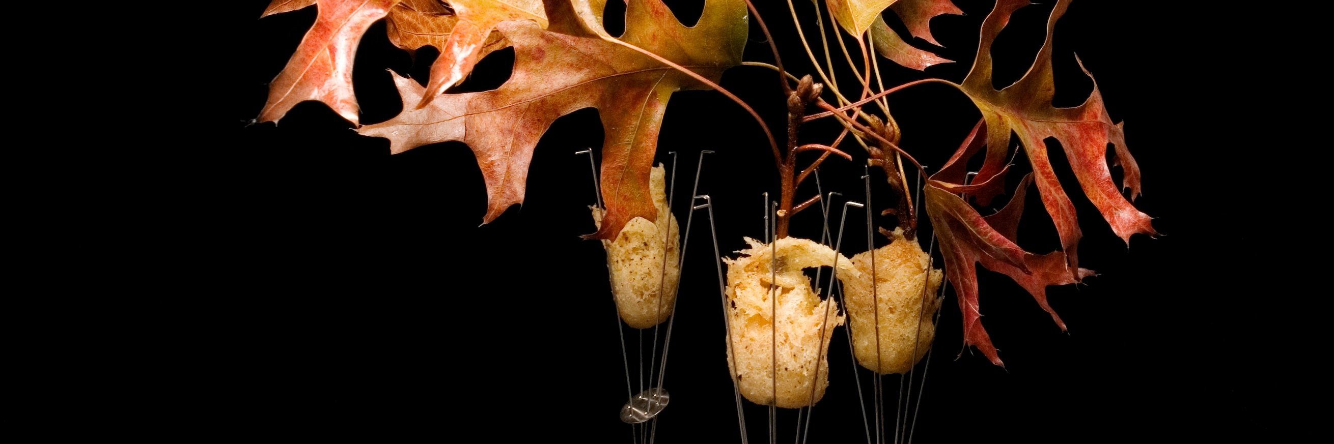 Next Restaurant banner