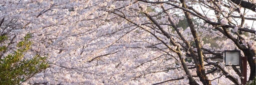 maytalex's profile banner image