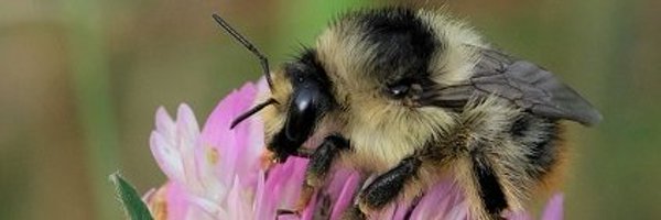 BuzzingShrill Profile Banner