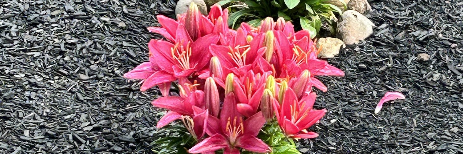 File_302_CBI_4_SSR banner