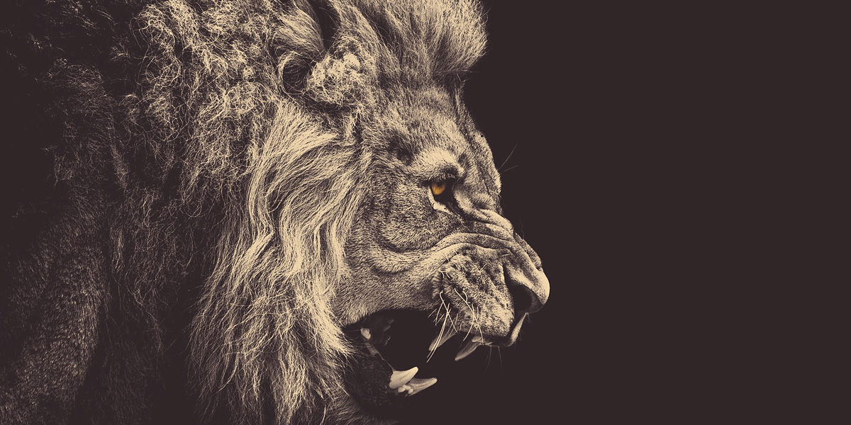 DitsTon's profile banner image
