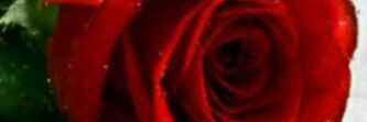 Rabbits79's profile banner image